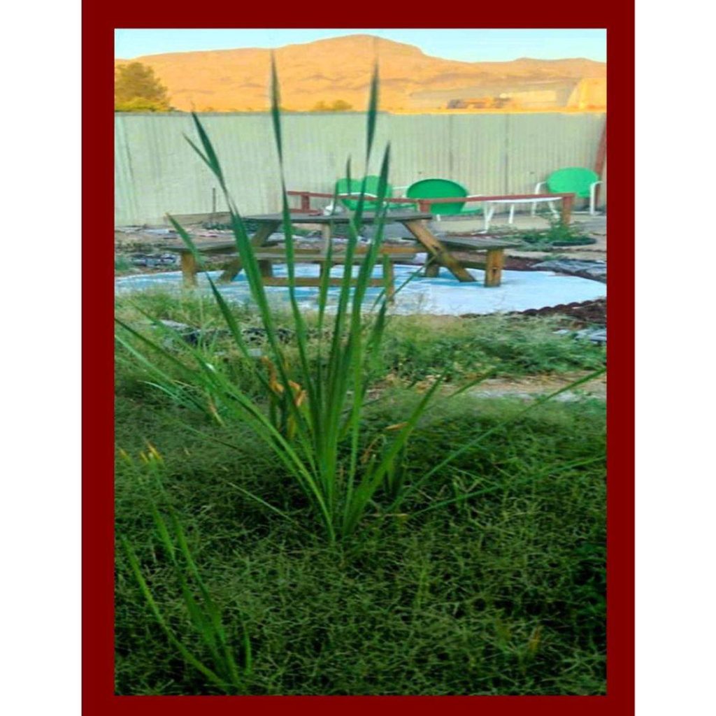 General homesteading backyard wetland garden