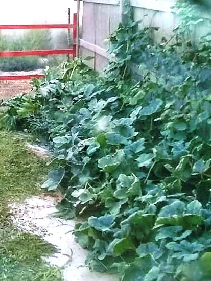 Mixed bed of Spaghetti Squash and Weet Potatoes